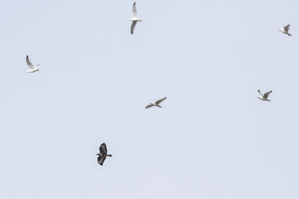buzzard and gulls