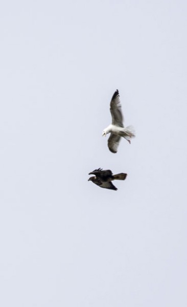 buzzard mobbed by gull