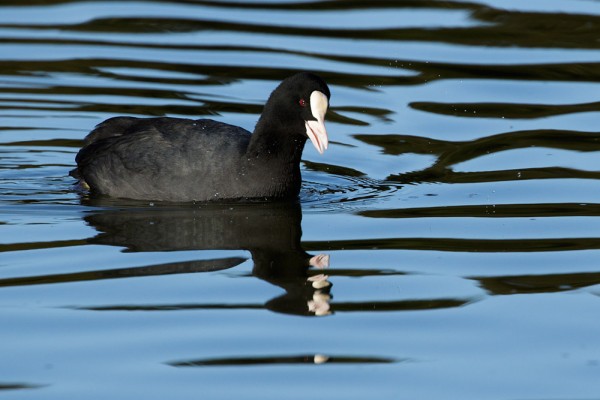 Coot and reflection