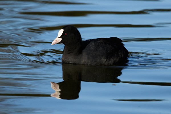 Coot and reflection
