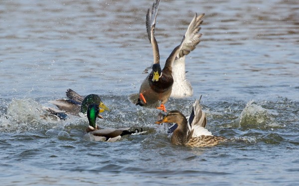 fighting ducks