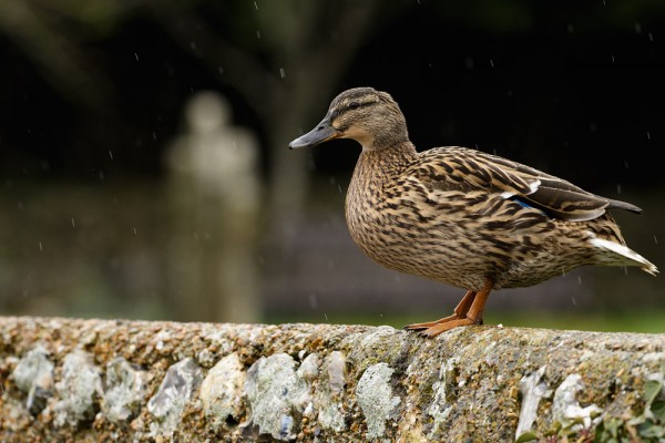 Female mallard duck on stone wall