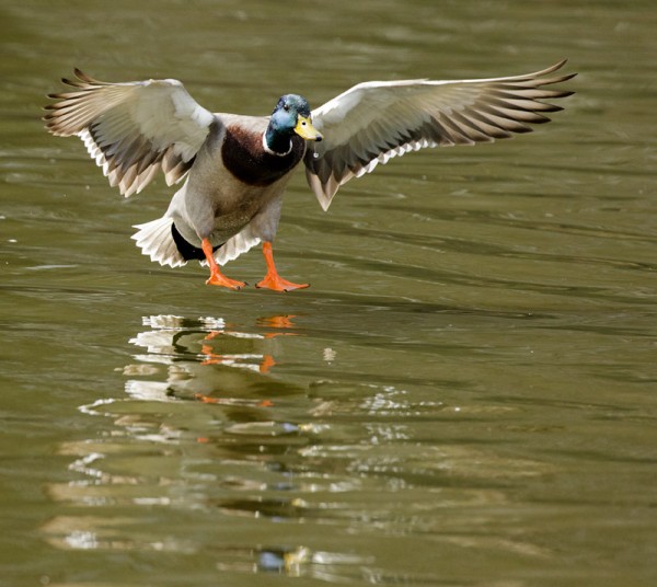 duck landing on pond