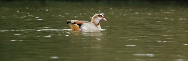 Egyptian goose at Falmer Pond, East Sussex