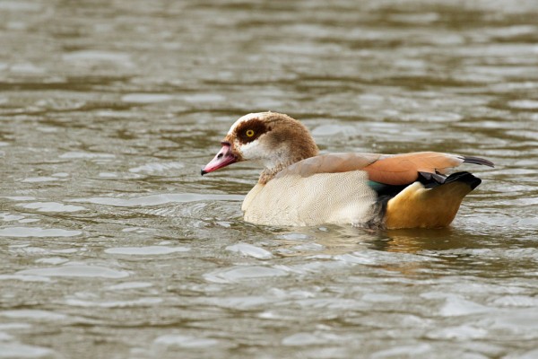 Egyptian goose at Falmer Pond, East Sussex