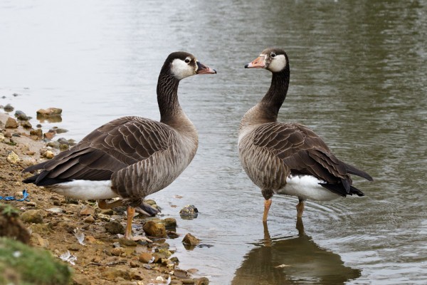 Geese (unknown)