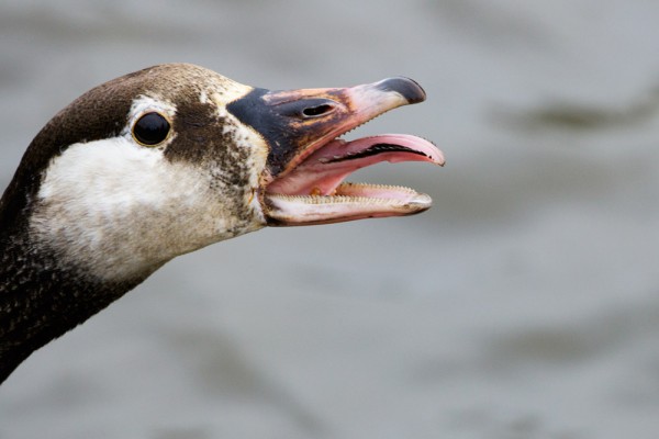 Goose close-up hissing