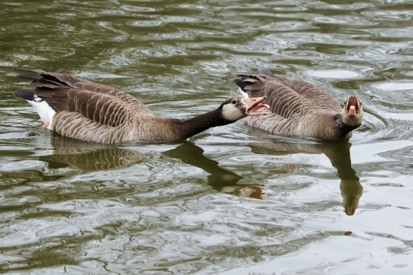 Geese hissing