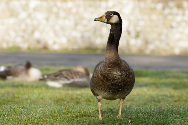 Unknown goose (hybrid?)
