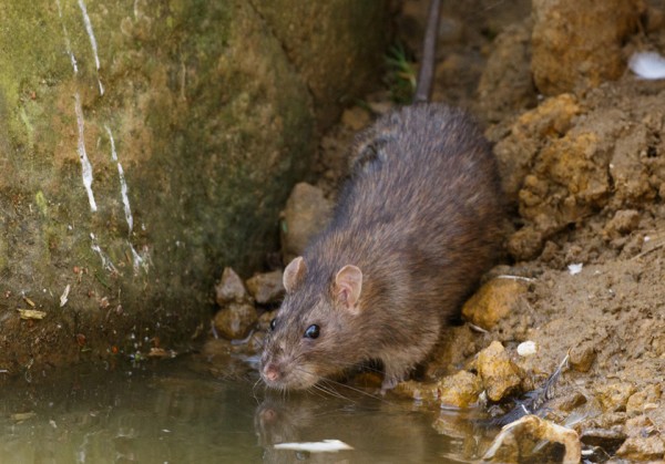 rat by water