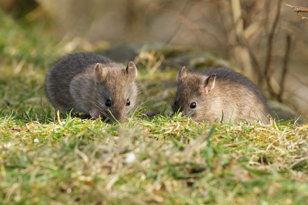 Two young rats