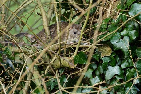 rat in tree