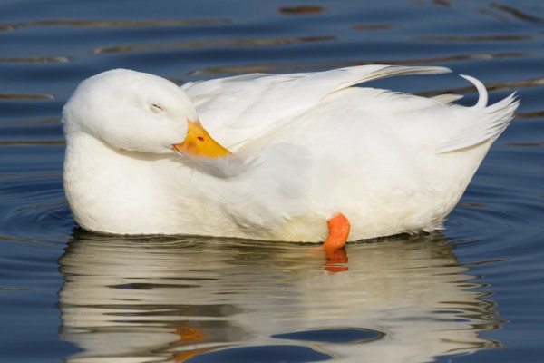 beautiful white duck