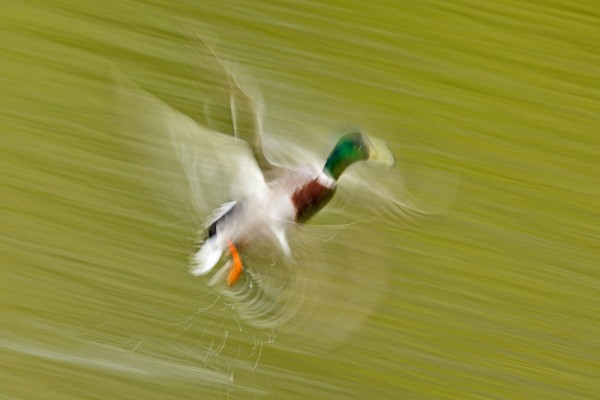 Mallard duck (motion blur)