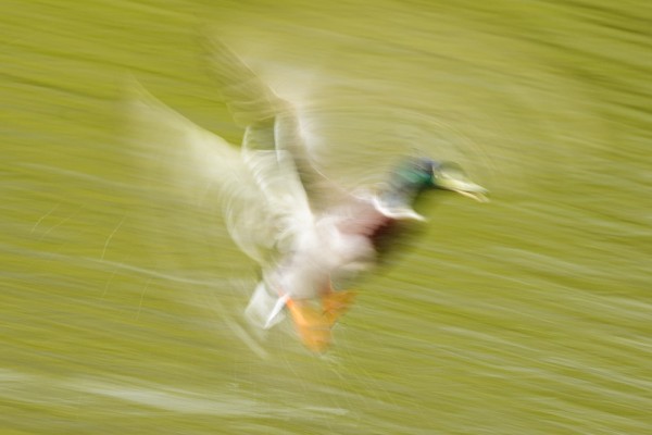 Mallard duck (motion blur)