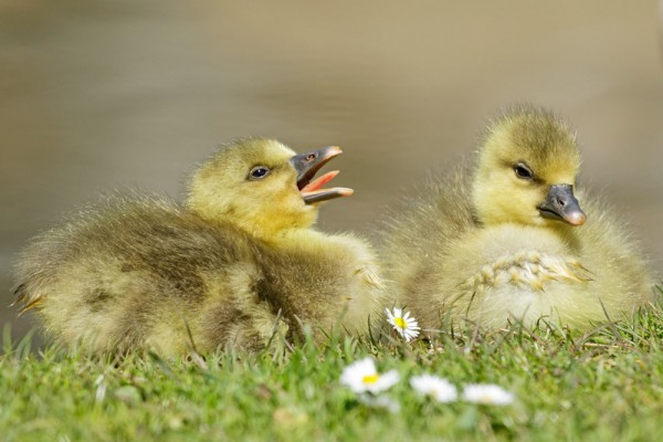 greylag goslings