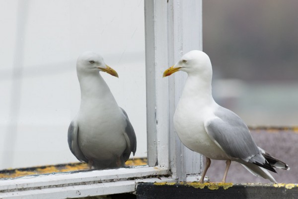 Herring gull and mirror window