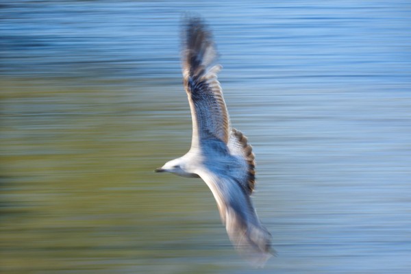Herring gulls (motion blur)