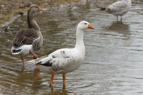 leucistic greylag goose