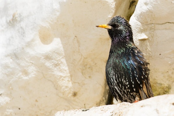 Starling perched in the cliffs at Rottingdean