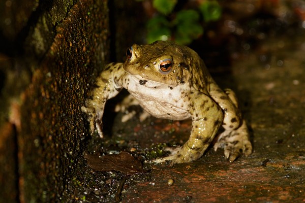 Toad in garden