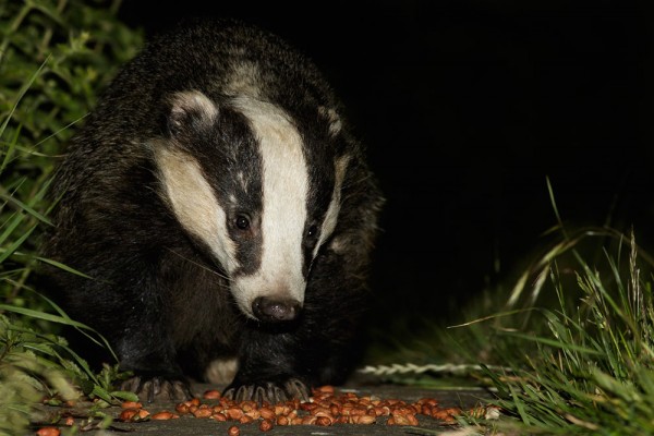 Badger on the path