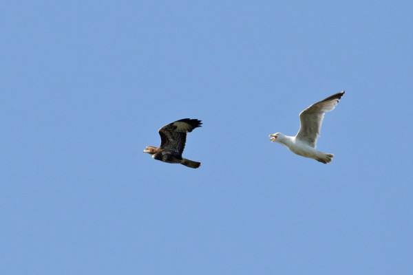 buzzard and herring gull
