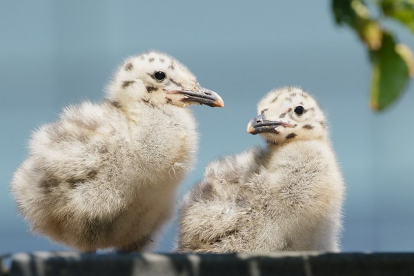 Herring gull chicks