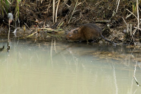 And a water vole on the bank
