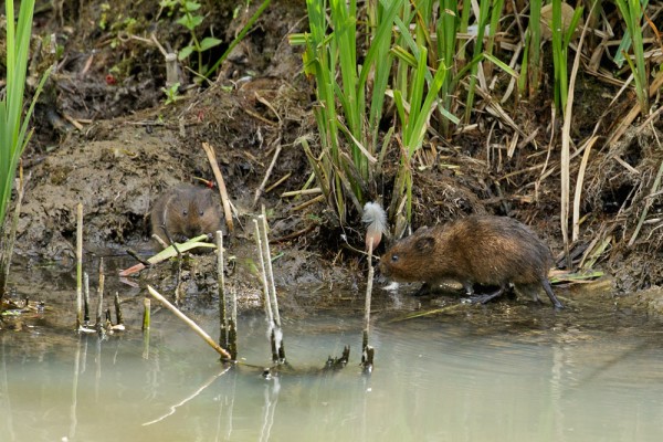See the second water vole on the left of the frame.