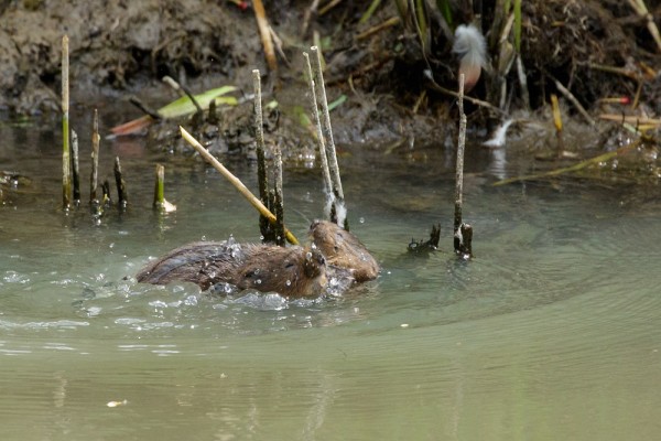 Water voles at Arundel Wildfowl and Wetlands Trust