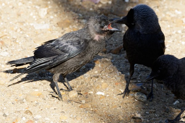 fledgling jackdaw and adult