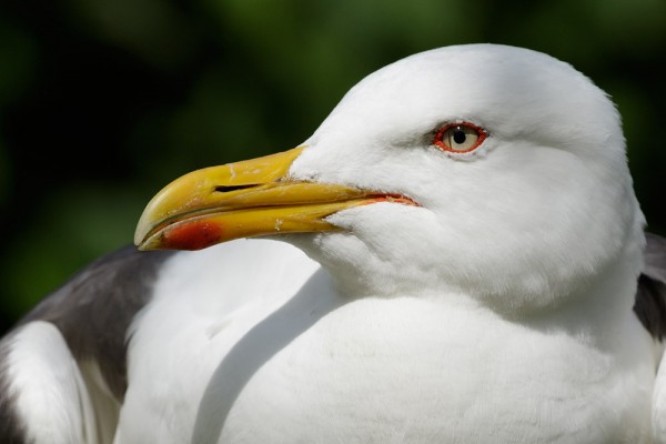 Lesser black-backed gull 