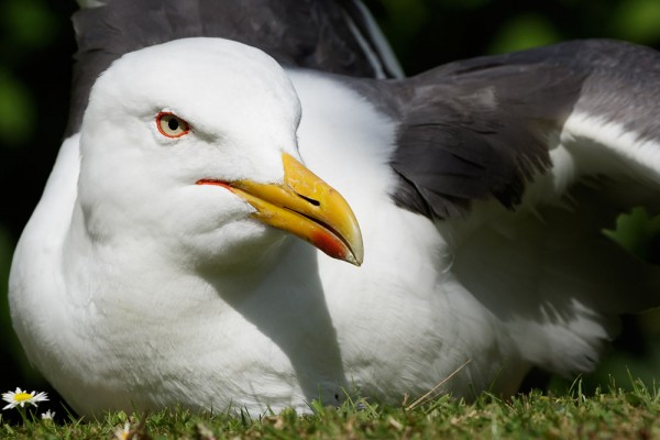 Lesser black-backed gull 
