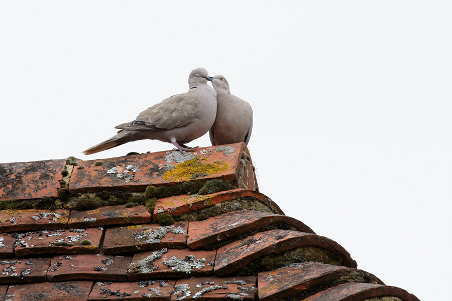 Collared doves mating on tiled roof top