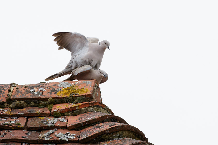 Collared doves mating on tiled roof top