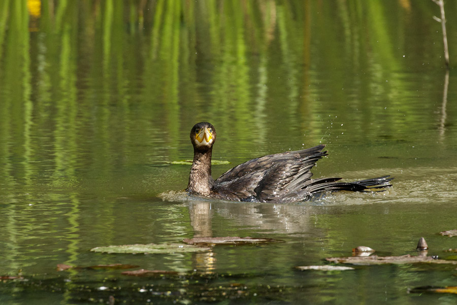 Cormorant swimming in the lake at Woods Mill, Sussex