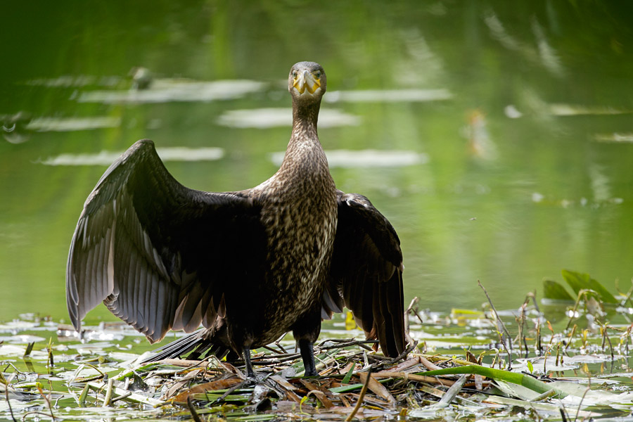 Cormorant at Woods Mill, Sussex