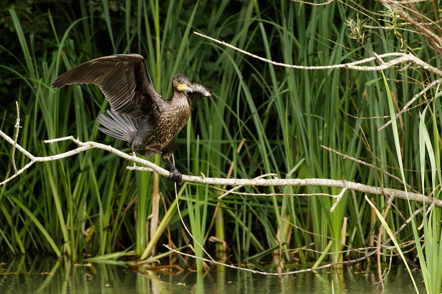 Cormorant at Woods Mill, Sussex