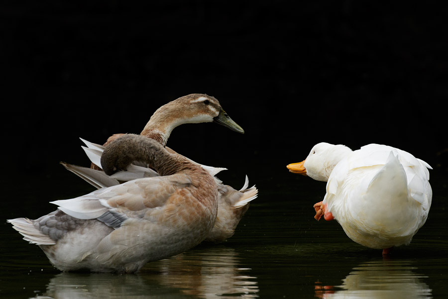 Three ducks at Falmer Pond
