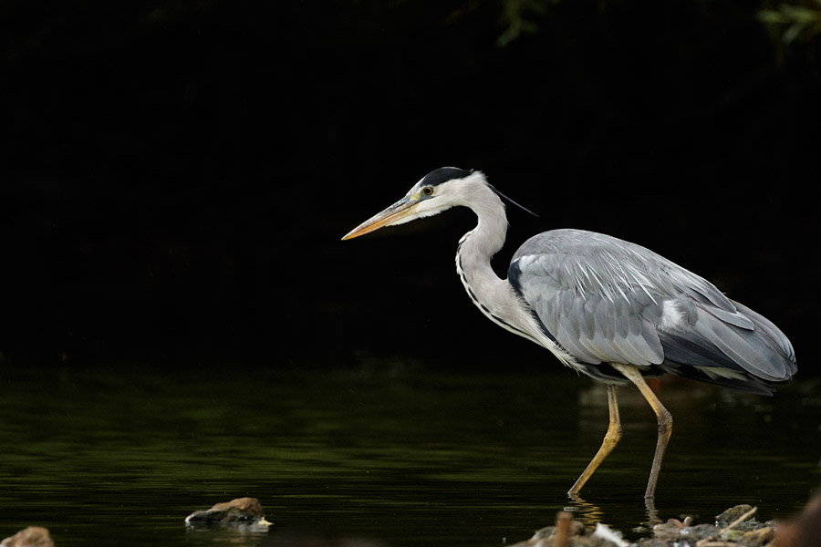 Grey heron at Falmer Pond