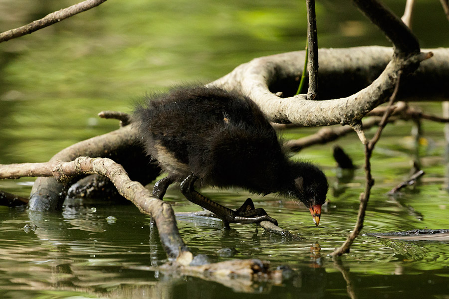 Moorhen chick among the tree roots at Falmer.