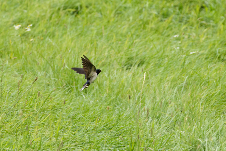 Swallow in flight over fields at Falmer