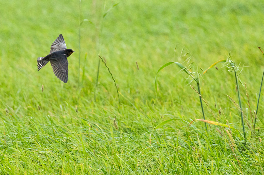 Swallow in flight over fields at Falmer