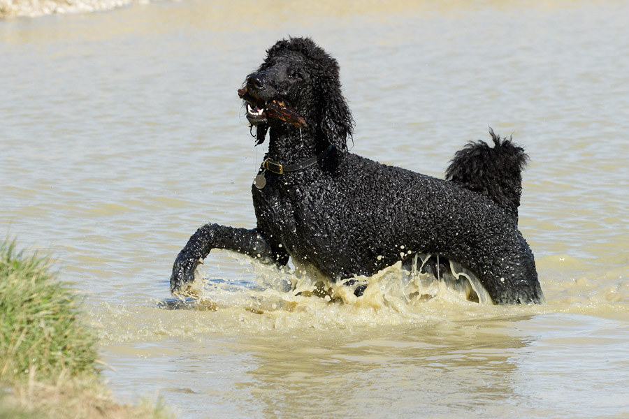 Black poodle in dew pond