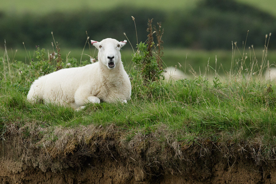 Sheep at Seven Sisters, East Sussex