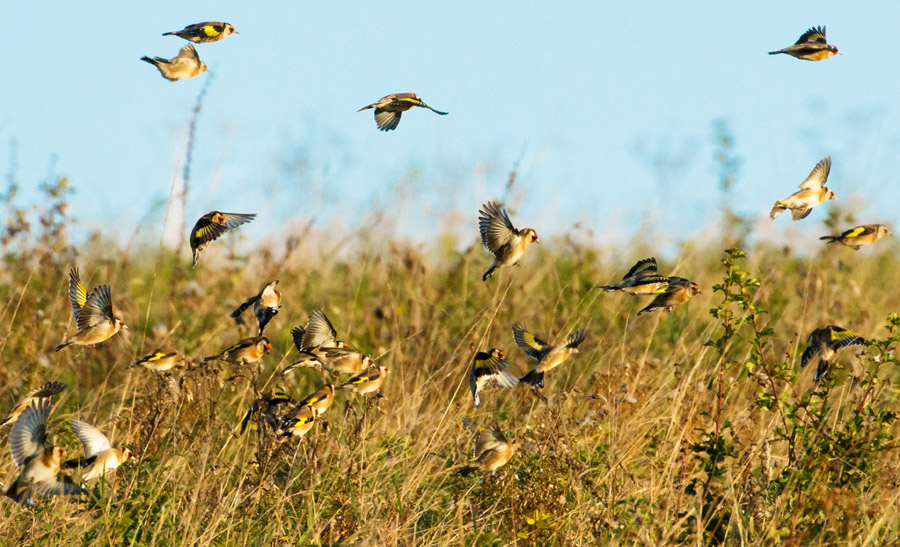 Goldfinch flock at Sheepcote Valley, Brighton