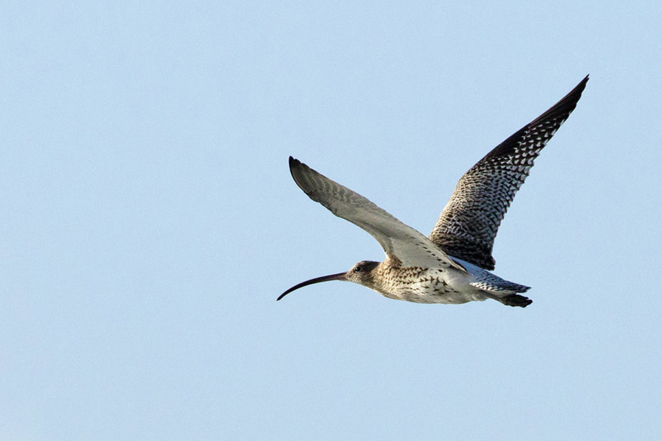 Curlew at Rottingdean Beach, East Sussex