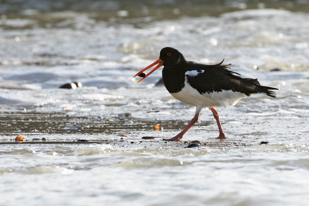 Oystercatcher at Rottingdean, East Sussex