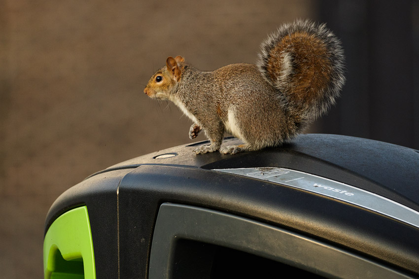 Grey squirrel in rubbish bin at University of Brighton, Moulsecoomb campus